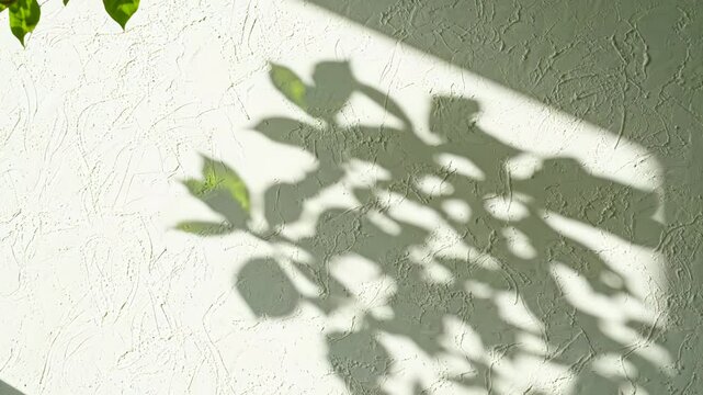 Gentle leaf shadows dancing on a textured white wall in soft sunlight