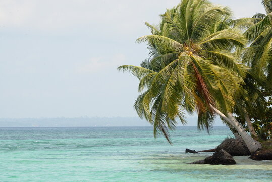 Tropical Coconut Palm on the Coast of Kaniungan Island, Berau, East Kalimantan, Indonesia
