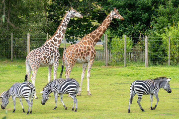 Naklejka premium Giraffes and Zebras Grazing Together on Green Grass
