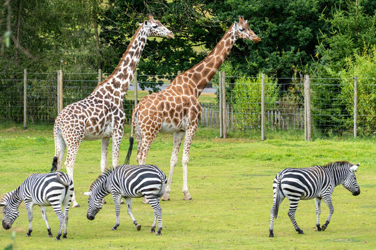 Giraffes and Zebras Grazing Together on Green Grass