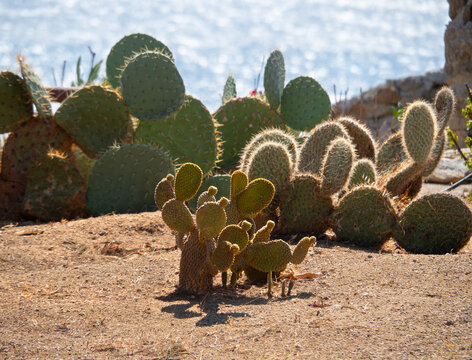 Opuntia Prickly pear cactus on Mykonos in Greece