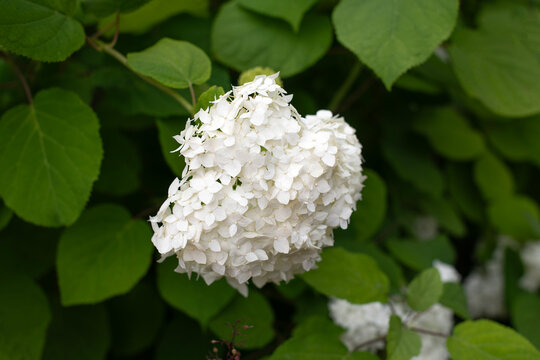 White hydrangea cluster blooming in a green garden with lush foliage and delicate petals