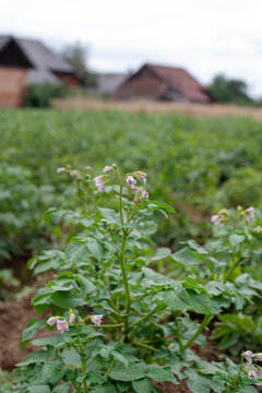 Potato plants with pale purple flowers growing in a rural field by old barns