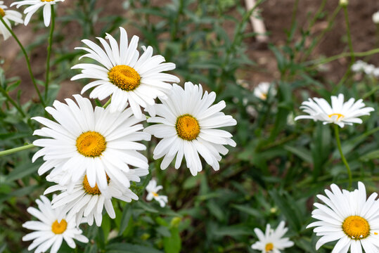 White daisies cluster in a garden bed with green foliage and yellow centers