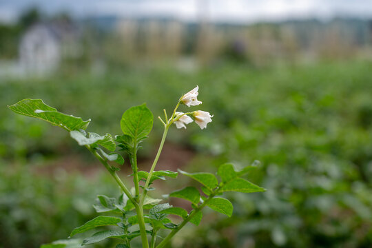 Potato plant with white flowers growing in a green agricultural field on a farm