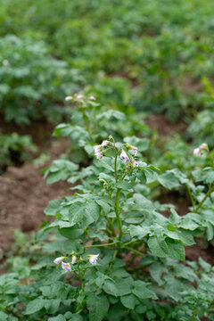 Potato plants with small purple flowers growing in a cultivated field during early summer