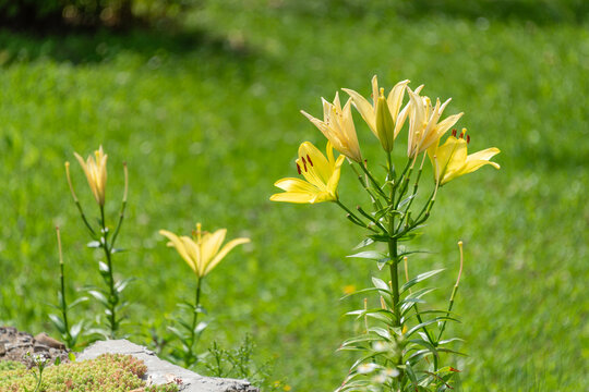 Yellow lilies blooming in a sunlit garden with soft green grass background and stone edge