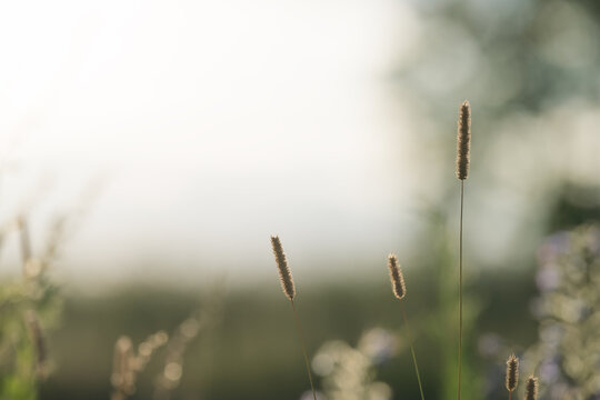 closeup nature background of a rural field with various plants and herbs