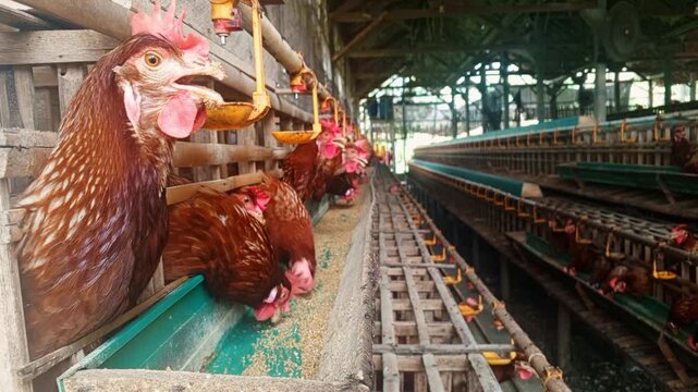 Perspective view of brown layer hens eating feed in long rows of traditional wooden battery cages