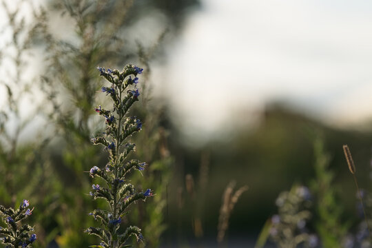 closeup nature background of a rural field with various plants and herbs