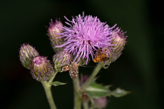 Bio Diversity - Urophora sp. - Fruit Fly and Moth on Thistle Flower