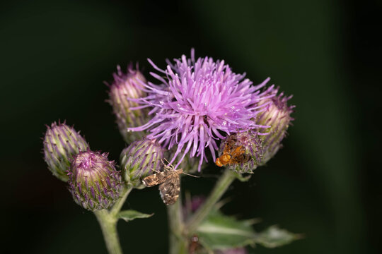 Bio Diversity - Urophora sp. - Fruit Fly and Moth on Thistle Flower
