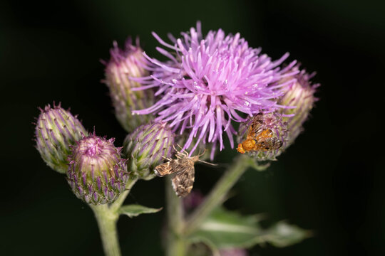 Bio Diversity - Urophora sp. - Fruit Fly and Moth on Thistle Flower