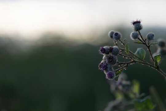 closeup nature background of a rural field with various plants and herbs
