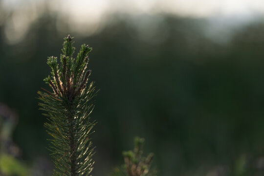 closeup nature background of a rural field with various plants and herbs