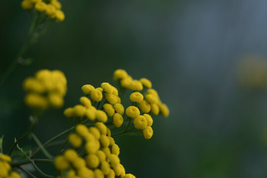 closeup nature background of a rural field with various plants and herbs