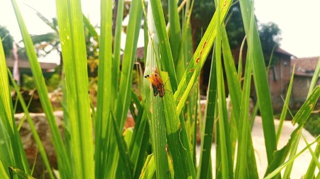 Macro shot of two grasshoppers mating on a green rice leaf in the field