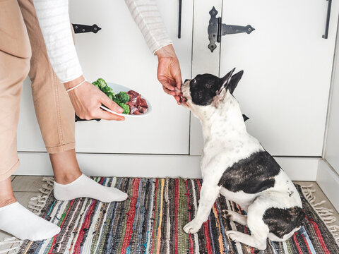 Cute pied dog patiently waiting for healthy meal with raw meat and fresh vegetables. Symbolizes proper pet nutrition, caring ownership, and responsible feeding. Perfect for animal care content