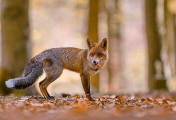 Fototapeta premium A red fox stans in a autumn forest. A beautiful red fox in the nature habitat. Vulpes vulpes. Closeup portrait of a red fox. 