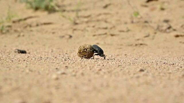 Close-up of dung beetle rolling ball of dung across sandy terrain