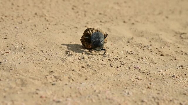 Close-up of dung beetle rolling ball of dung across sandy ground