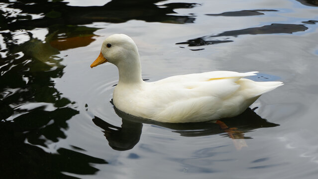 Domestic white duck swimming gracefully in lake water with gentle ripples