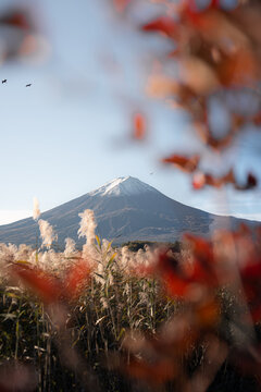 View of Mount Fuji from Lake Kawaguchi during autumn in Japan