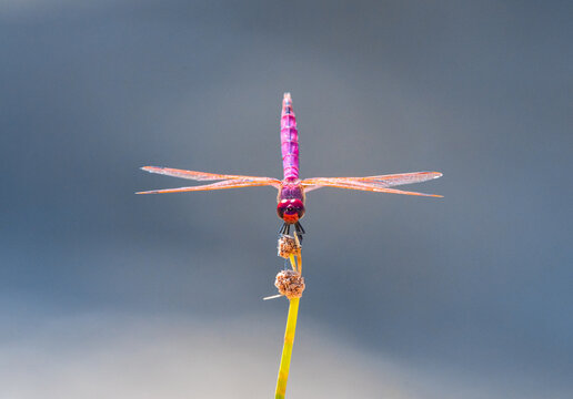 Red Dragonfly Macro with Sharp Details and Blurred Background
