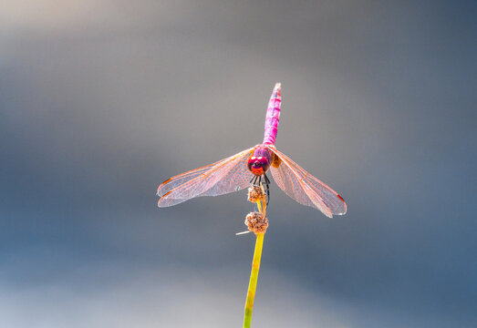 Red Dragonfly Macro Photography with Selective Focus