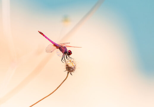 Colorful red dragonfly with detailed wings in nature