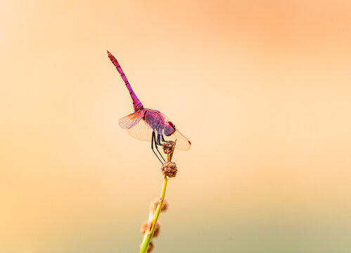 Colorful Red Dragonfly Close Up with Soft Orange Background