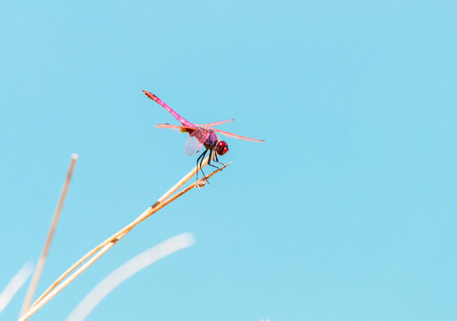 Beautiful Scarlet Dragonfly Close Up - Nature and Wildlife Photography