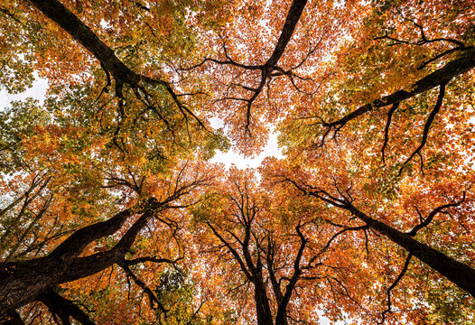 Vibrant autumn foliage seen from below with tree branches forming a colorful canopy overhead