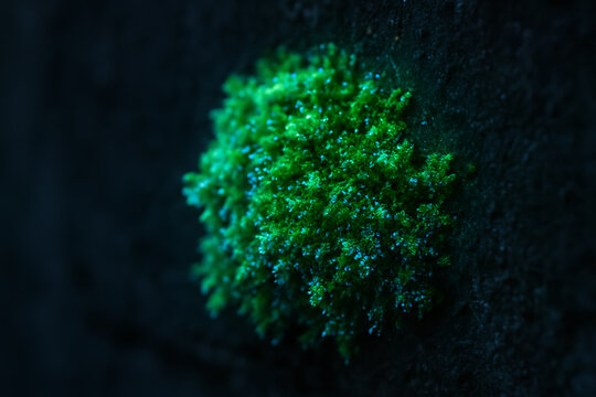 Macro closeup of glowing green moss growing on dark forest rock surface