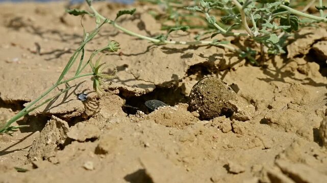 Close-up of dung beetle rolling ball of dung on dry ground in slow motion