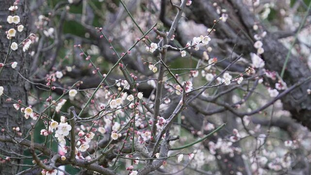 早春の亀戸天神社 趣のある梅の枝ぶりと蕾