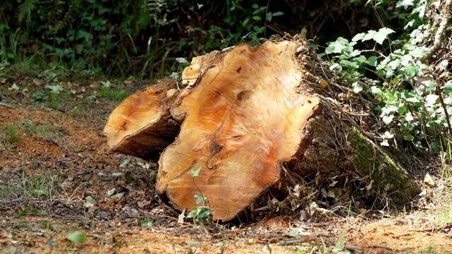 Large freshly sawed Eucalyptus tree stump remaining in the ground after logging. Orange colored wood grain cross section and thick bark texture