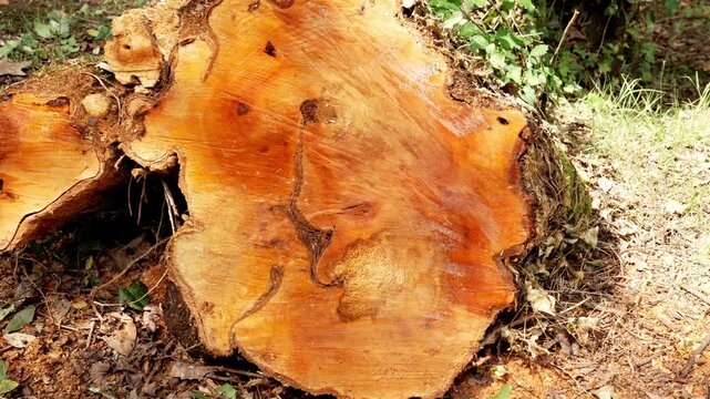 Freshly cut eucalyptus tree trunk with a bright orange cross section lying on the forest floor after logging