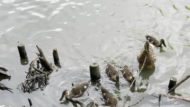 Dead fish and debris floating in dirty water near old wooden posts, showing environmental pollution and water contamination.