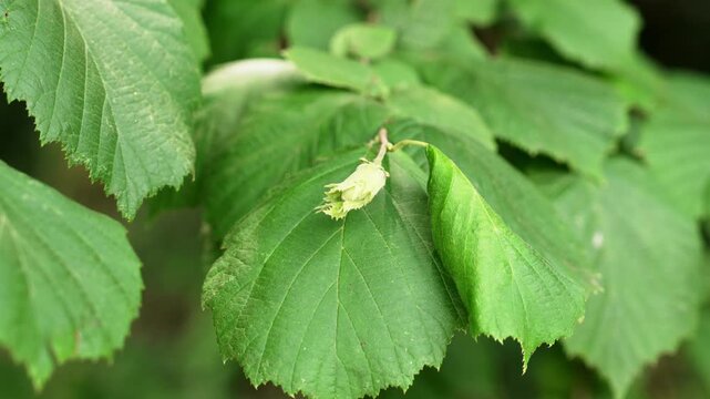 Unripe green hazelnut growing on a Corylus avellana tree branch surrounded by lush leaves in summer forest