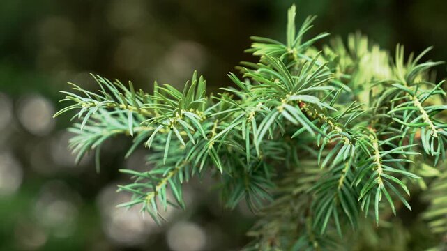 English yew (Taxus baccata) evergreen coniferous tree branch close up