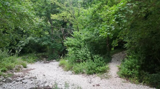 Letto di ruscello asciutto con pietre bianche immerso in una foresta verde e fitta, circondato da alberi e arbusti.