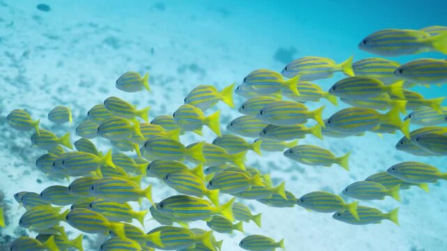 Yellow and blue striped snapper fish swimming in clear water