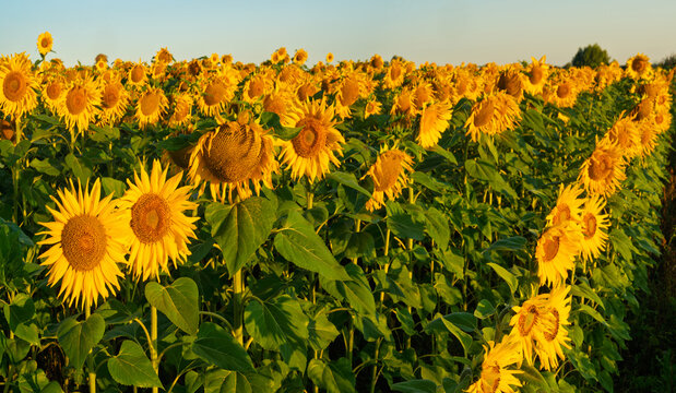 A panoramic view of blooming sunflowers in the morning light