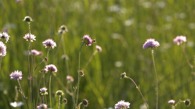 Honey Bee Foraging on Pink Wildflowers in a Sunny Italian Meadow