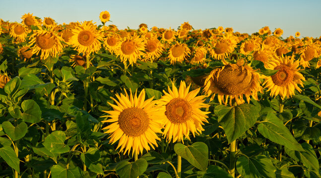 A panoramic view of blooming sunflowers in the morning light