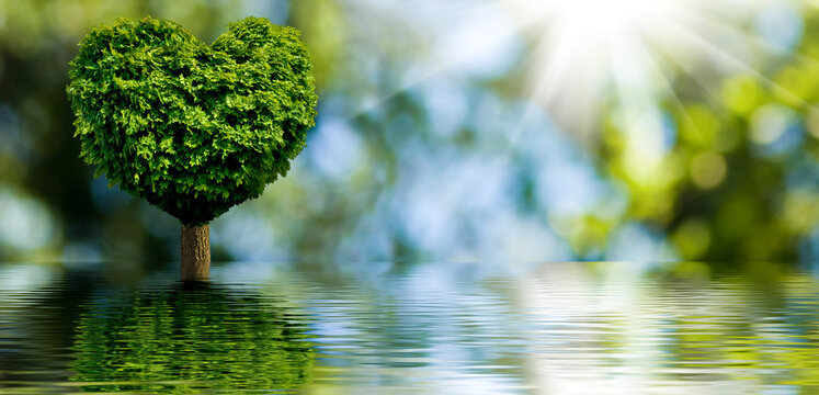 Tree in water with heart-shaped leaves under sunlight