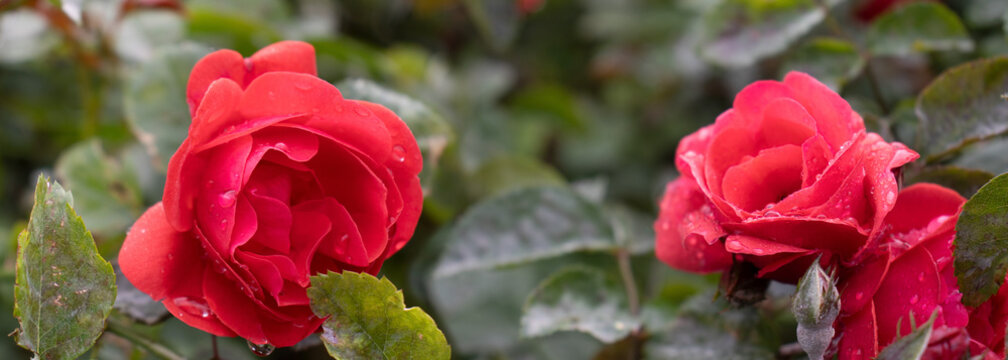 Red roses bloom in a garden with raindrops on their petals during a spring afternoon