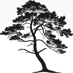 Fototapeta premium Realistic silhouette of a single pine tree with detailed branches. Elegant outline of a coniferous tree for nature themes.