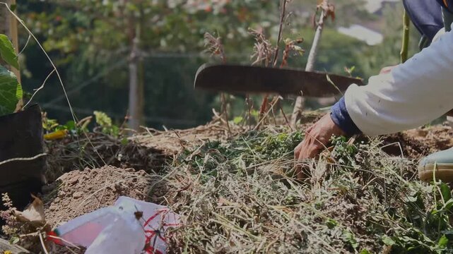 Farmer uses small shovel to gather dry grass and weeds, preparing organic fertilizer. Hand collects hay and cuttings, piling them onto a compost mound. Soil heap surrounded by wilted plants, black pol